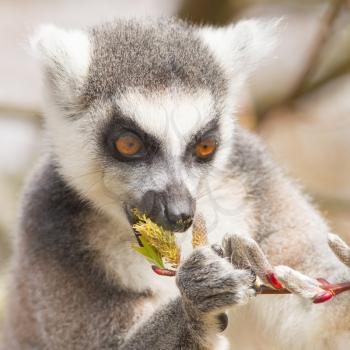 Ring-tailed lemur (Lemur catta) eating from a tree