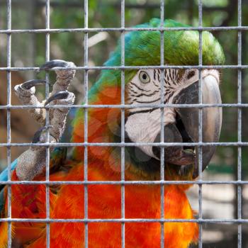 Colorful parrot in captivity, zoo in the Caribbean