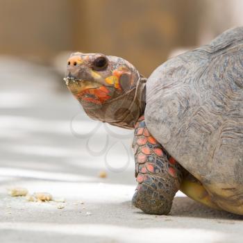 Cherry head red foot tortoise, Geochelone carbonaria