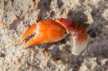 Claw of crab, broken, isolated on sand