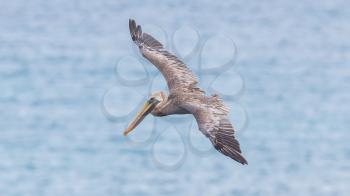 Brown pelican (Pelecanus occidentalis) in flight in Saint Martin, Caribbean