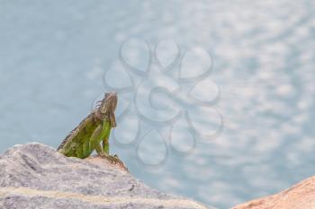 Green Iguana (Iguana iguana) sitting on rocks at the Caribbean coast