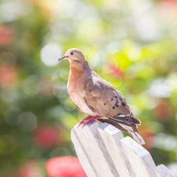 Red Turtle Dove (Streptopelia tranquebarica) sitting on a chair