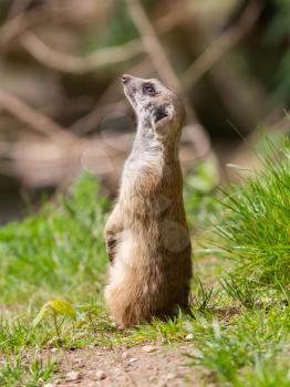 Meerkat portrait, on the watch in the green grass