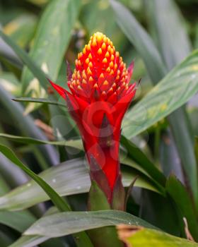 Beautiful tropical red flower in a greenhouse