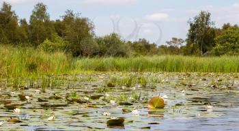 Typical view of a the swamp in National Park Weerribben in the Netherlands