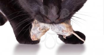 Close up of a black cat with his prey, a dead mouse