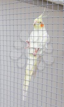 White bird in a cage, hanging in the fence