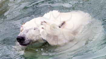 Funny close-up of a polarbear (icebear) in captivity