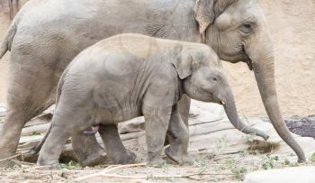 Young asian elephant (Elephas maximus) with its mother