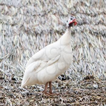 White guinea fowl standing on a roof