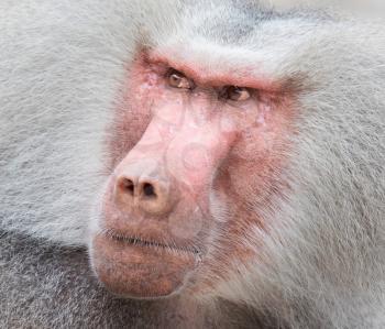 Close up portrait of male hamadryas baboon, adult