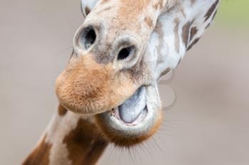 Adult giraffe (Giraffa camelopardalis) close up, selective focus