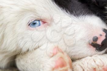 Border Collie puppy on a farm, one blue eye