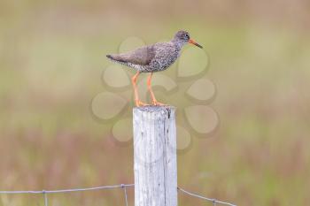 Redshank on a pole, one of Icelands common birds