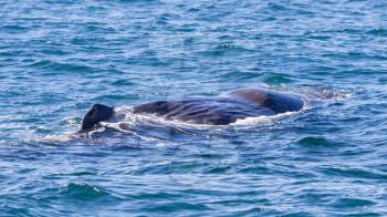 Large Sperm Whale near Iceland (Atlantic ocean)