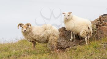 Icelandic sheep in meadow near the Atlantic Oceans coast