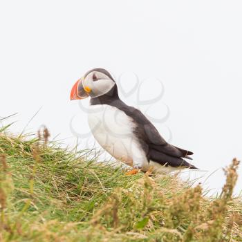 Colorful Puffin isolated in natural environment in Iceland