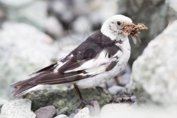 Snow Bunting, Plectrophenax nivalis in breeding plumage, Iceland (insects in beak)