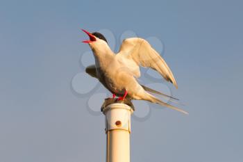 Arctic tern resting - Common bird in Iceland