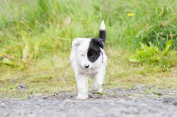 Border Collie puppy on a farm, one blue eye