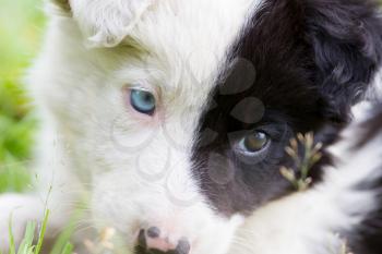 Border Collie puppy on a farm, one blue eye