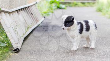 Border Collie puppy on a farm, one blue eye