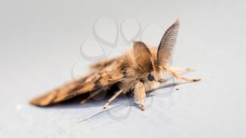 Moth sitting still on a grey door - Selective focus