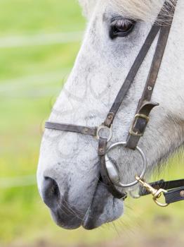Horse portrait close-up, Icelandic horse - Selective focus