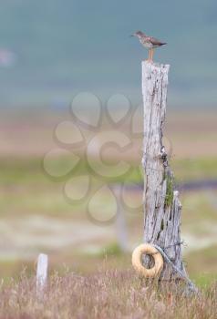 Redshank on a pole, one of Icelands common birds