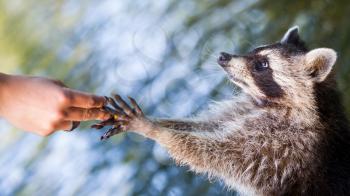 Adult racoon begging for food, water background