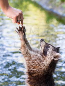 Adult racoon begging for food, water background