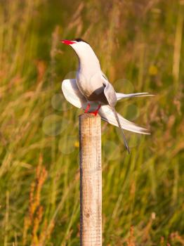 Arctic tern resting, warm evening sunlight - Common bird in Iceland