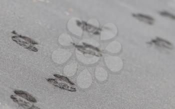 Footsteps on the black sand of an Icelandic beach
