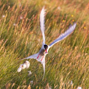 Arctic tern with a fish - Warm evening sun - Common bird in Iceland