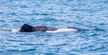 Large Sperm Whale near Iceland (Atlantic ocean)