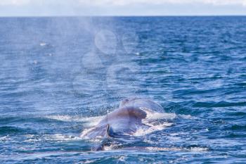 Blowout of a large Sperm Whale near Iceland (Atlantic ocean)