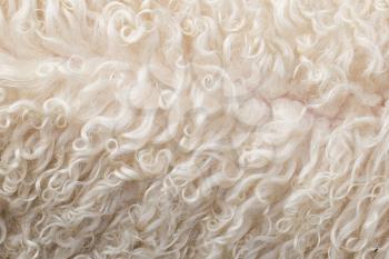Wool texture for background - Long haired Icelandic sheep