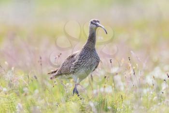 Whimbrel in it's natural habitat (summer in Iceland)