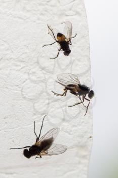 Fly catch ribbon, dead flies - Selective focus