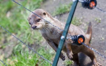 Otter in captivity is looking through the fence of it's cage (Holland)