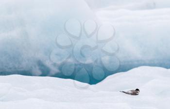 Birdlife in Jokulsarlon, a large glacial lake in southeast Iceland
