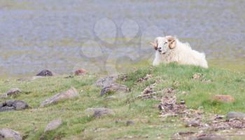 One Icelandic big horn sheep enjoying the sun