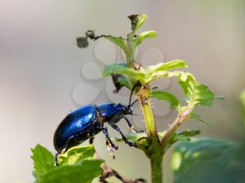 Blue beetle close-up, walking in a plant
