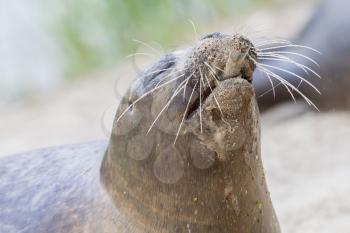 Sea lion closeup, eating fish - Selective focus on the nose