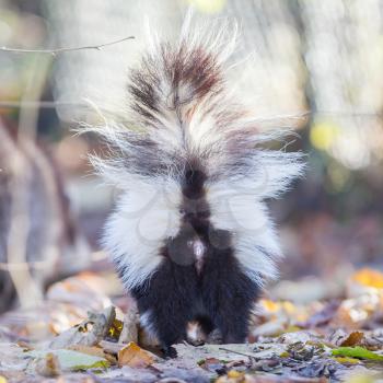 Skunk (Mephitis mephitis) in winter, selective focus