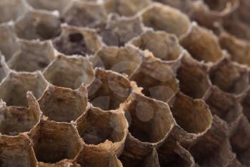Old honeycomb isolated on a white background - Selective focus