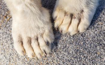 Polar bear on rocks, extreme close-up on paws