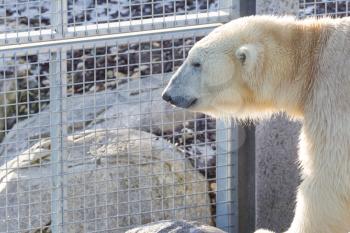 Close-up of a polarbear (icebear) in capticity (Holland)