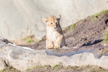 Lion cub exploring it's surroundings in the winter